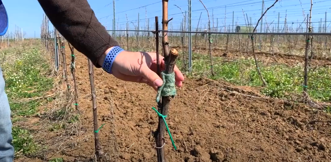 BIOLOGICKÁ OCHRANA DO ZÁHRAD, VINÍC A SADOV