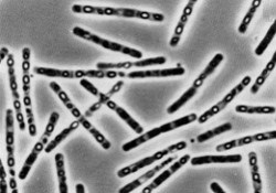 Obrázek kategorie Bacillus thuringiensis